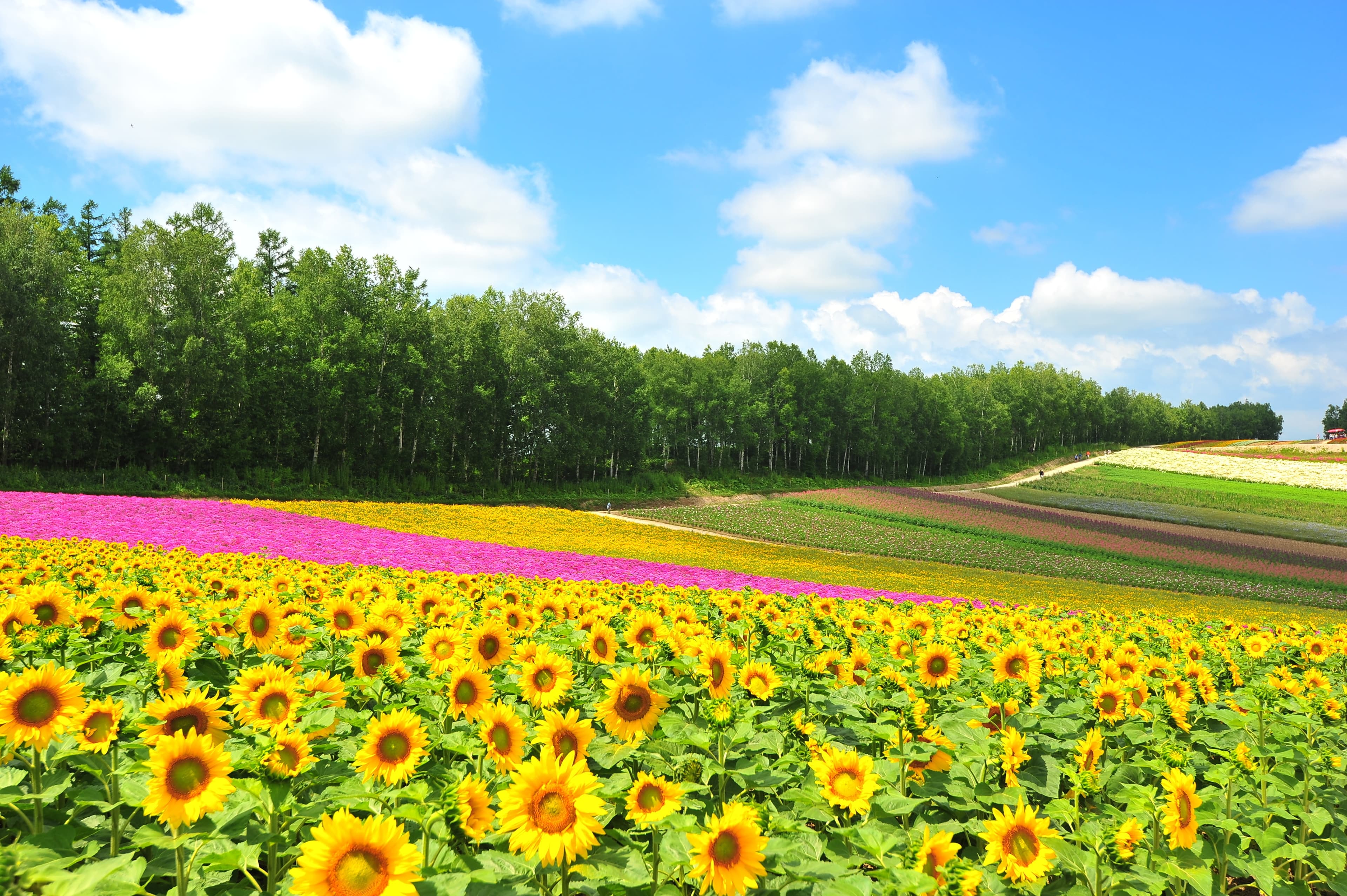 ASJPP08768-thumbnail